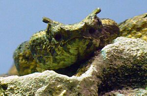 Protobothrops cornutus head (2)