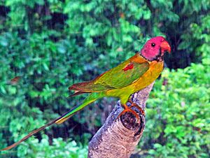 Psittaculidae - Psittacula roseata (Blossom-headed parakeet)