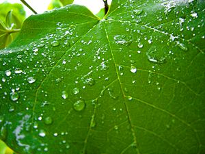 Rain on a grapevine leaf