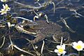 Rana Luteiventris
