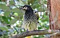 Regent honeyeater, Xanthomyza phrygia, Sydney, Australia. Not the best picture on a cloudy day with crappy camera, but quite a striking bird. (16445299203).jpg