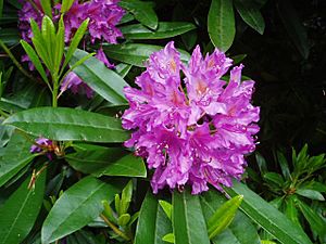 Rhododendron-by-eiffel-public-domain-20040617