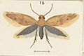 Sabatinca caustica Fig 18 MA I437900 TePapa Plate-XXXIX-The-butterflies full (cropped)