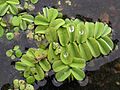 Salvinia natans (habitus) 2