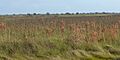San Bernard National Wildlife Refuge, Brazoria County, Texas, USA (12 December 2016)