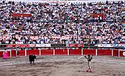 San marcos bullfight 04