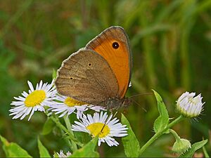 Satyridae - Maniola jurtina - male (2)