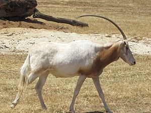 Scimitar Oryx Nov09 Werribee