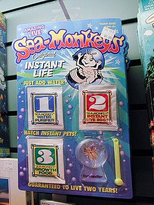 Sea-Monkeys in Captivity