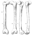 Sinanthropus Femur IV reconstruction