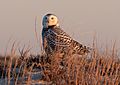 Snowy owl at Jones Beach (04896)