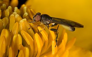 Sphegina montana Syrphidae