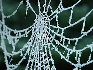 Spiderweb with frost