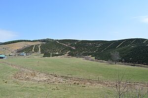 Spring Valley Road Christmas tree farm