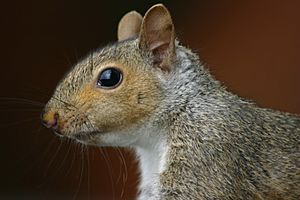Squirrel closeup profile.gk