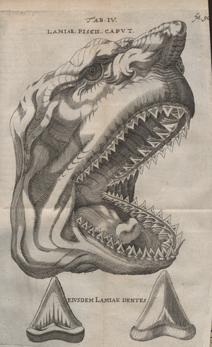 Steensen - Elementorum myologiae specimen, 1669 - 4715289