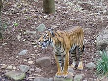 Sumatran tiger Facts for Kids