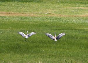 Summer Lake Wildlife Refuge, Oregon (sandhill cranes)