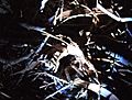 Sydney-brown-trapdoor-spider 003
