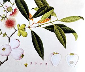 Syzygium malaccense00