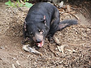 Tasmanian Devil Eating II