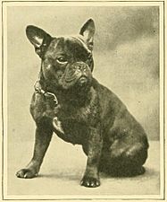 The new book of the dog - a comprehensive natural history of British dogs and their foreign relatives, with chapters on law, breeding, kennel management, and veterinary treatment (1911) (14760460261)