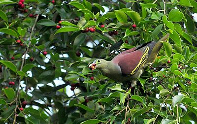 Thick Billed Green Pigeon Male