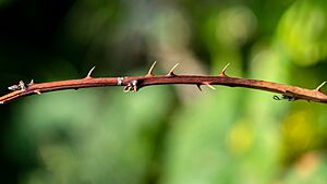 Thorns on a blackberry branch in Norrkila