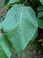 Tilia mexicana leaf