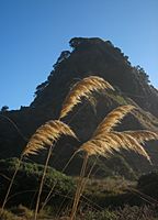 Toetoe plumes and Lion Rock