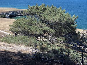 Torrey Pine at Santa Rosa Island.jpg