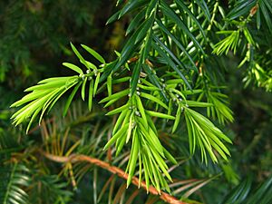 Torreya californica branch PAN 03