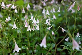 Twin flower (19591268258)