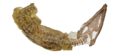 USNM 4989 - Brachauchenius lucasi holotype (in original position)