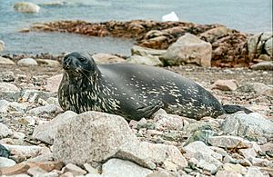 Weddell Seal Facts for Kids