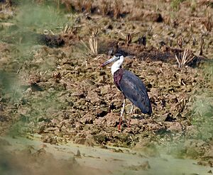 Woolly-necked Stork (Ciconia episcopus) in the fields near Hodal I IMG 9322