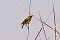 Yellow Chat (Epthianura crocea)