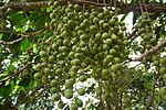 Young fruits of Baccaurea motleyana (Phyllanthaceae)