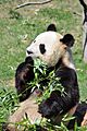 Yuan Zi - panda