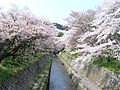 三井寺疎水 - panoramio