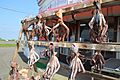 干しダコ（Dried octopus） - panoramio