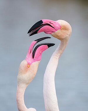 009 Greater flamingos male and female in the Camargue during mating season Photo by Giles Laurent