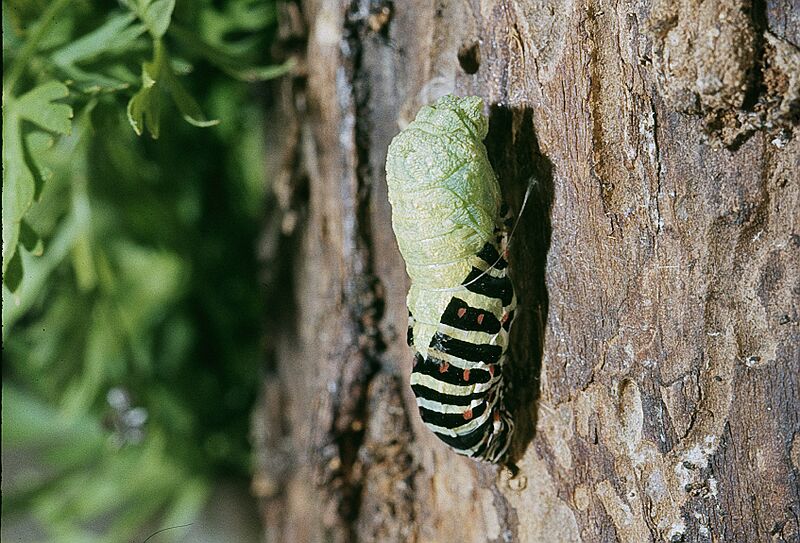 04 Métamorphose chenille Machaon