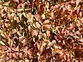2014-10-24 12 24 03 Lilac foliage in autumn in Elko, Nevada