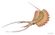 21091022 Kerygmachela kierkegaardi.png