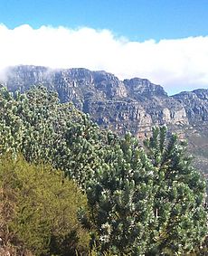4 Silvertrees on Lions Head - Cape Town