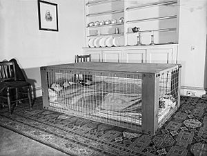 A couple sleeping in a Morrison shelter during the Second World War. D2055
