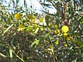 A ligulata flowers Sturt NP near Tibooburra NSW