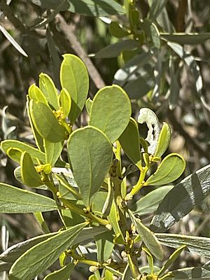 Acacia argyraea.jpg