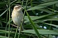 Acrocephalus schoenobaenus 1948